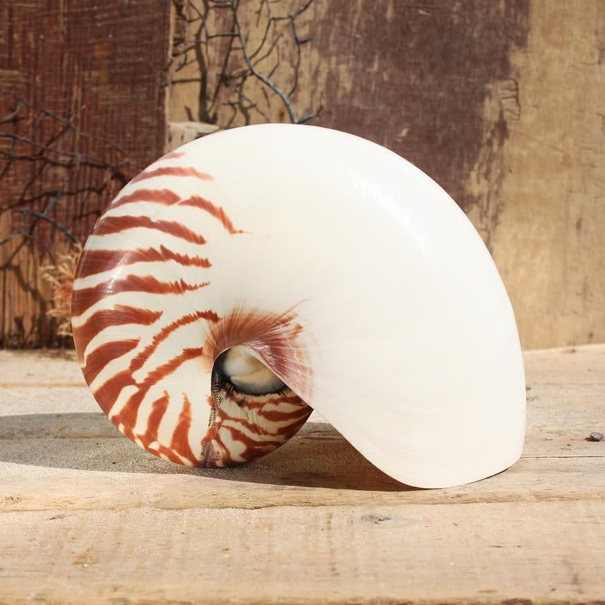 Nautilus Shell | Natural Seashells | Beach Shells