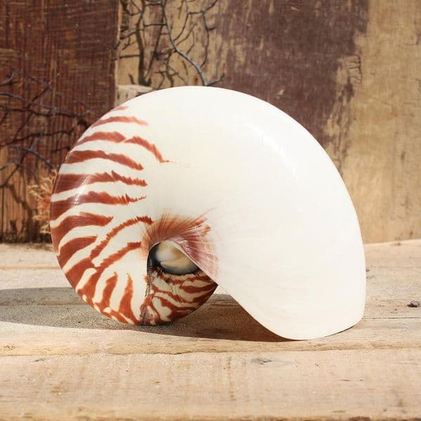 Nautilus Shell | Natural Seashells | Beach Shells