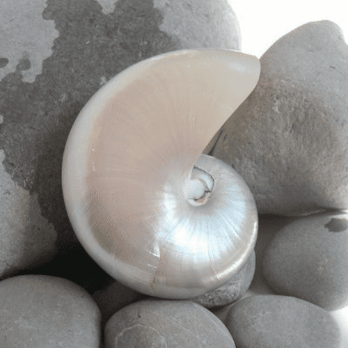 Nautilus Shell Polished Pearl