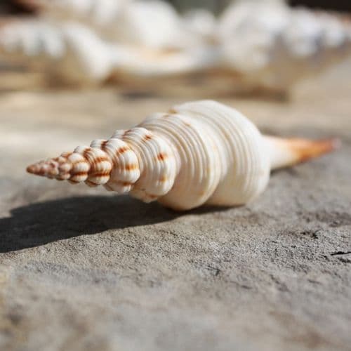 Nicobar Spindle Shell