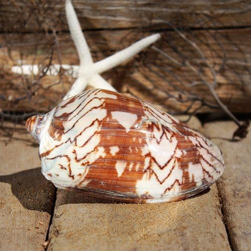Noble Volute Seashell