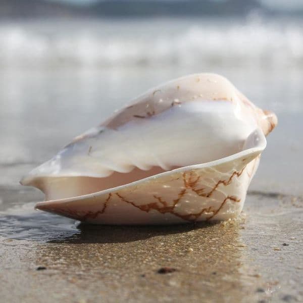 Noble Volute Seashell Polished | Cymbiola Noblis Shell