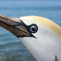 Northern Gannet Wooden Bird Carving | Wooden Gannet | Hand Carved Bird