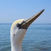 Northern Gannet Wooden Bird Carving | Wooden Gannet | Hand Carved Bird