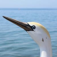 Northern Gannet Wooden Bird Carving | Wooden Gannet | Hand Carved Bird