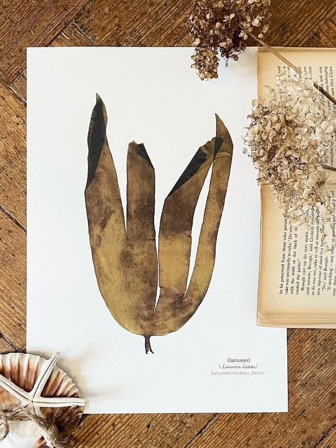 Oarweed Seaweed Print