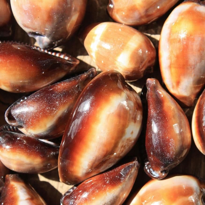 Onyx Cowrie Shell | Pack of 3 | Erronea Onyx | Beach Shell