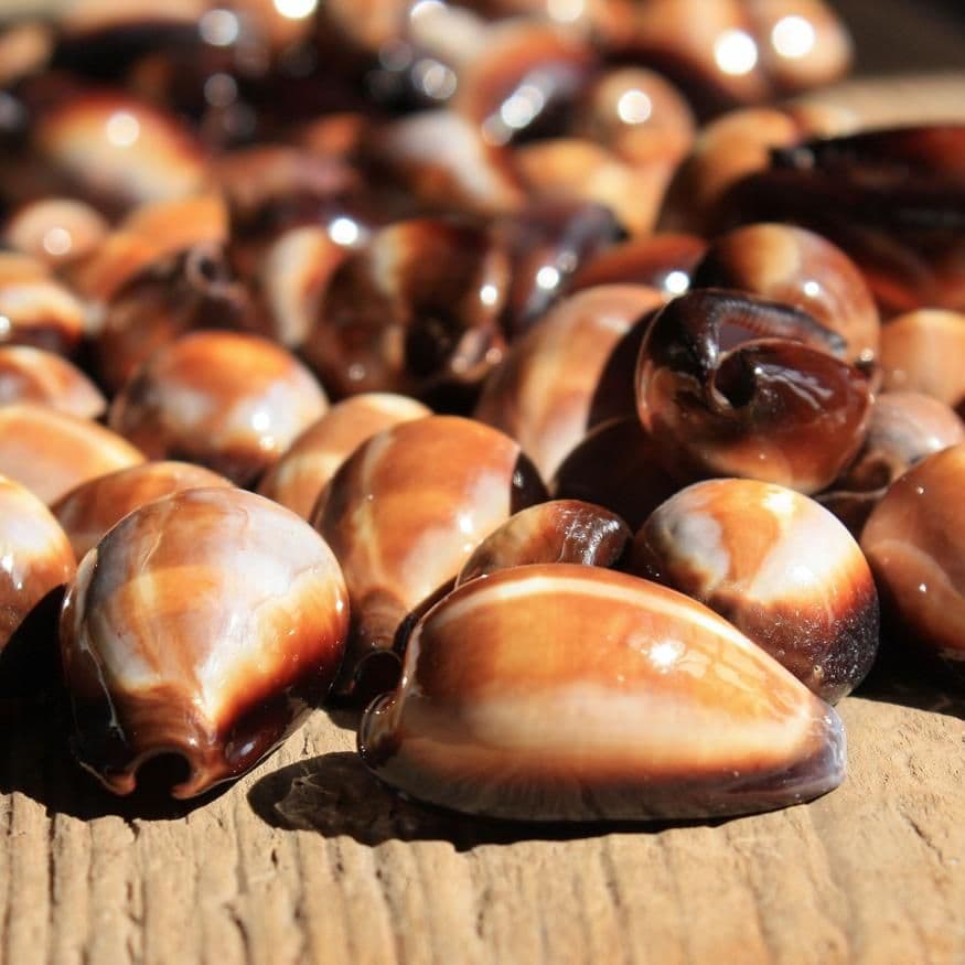 Onecowrie Shells Onyx Cowrie Shell | Pack of 3 | Erronea Onyx | Beach Shell