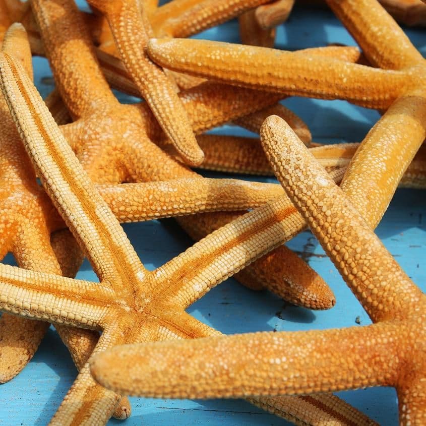 Orange Pointer Starfish | Finger Starfish