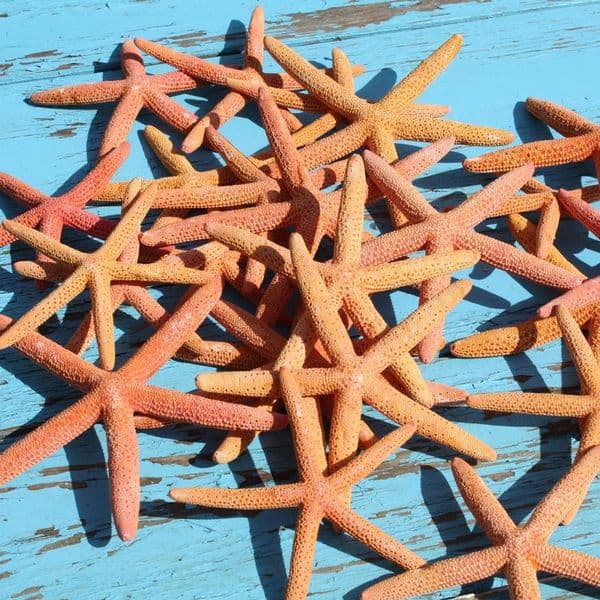 Orange Pointer Starfish | Finger Starfish