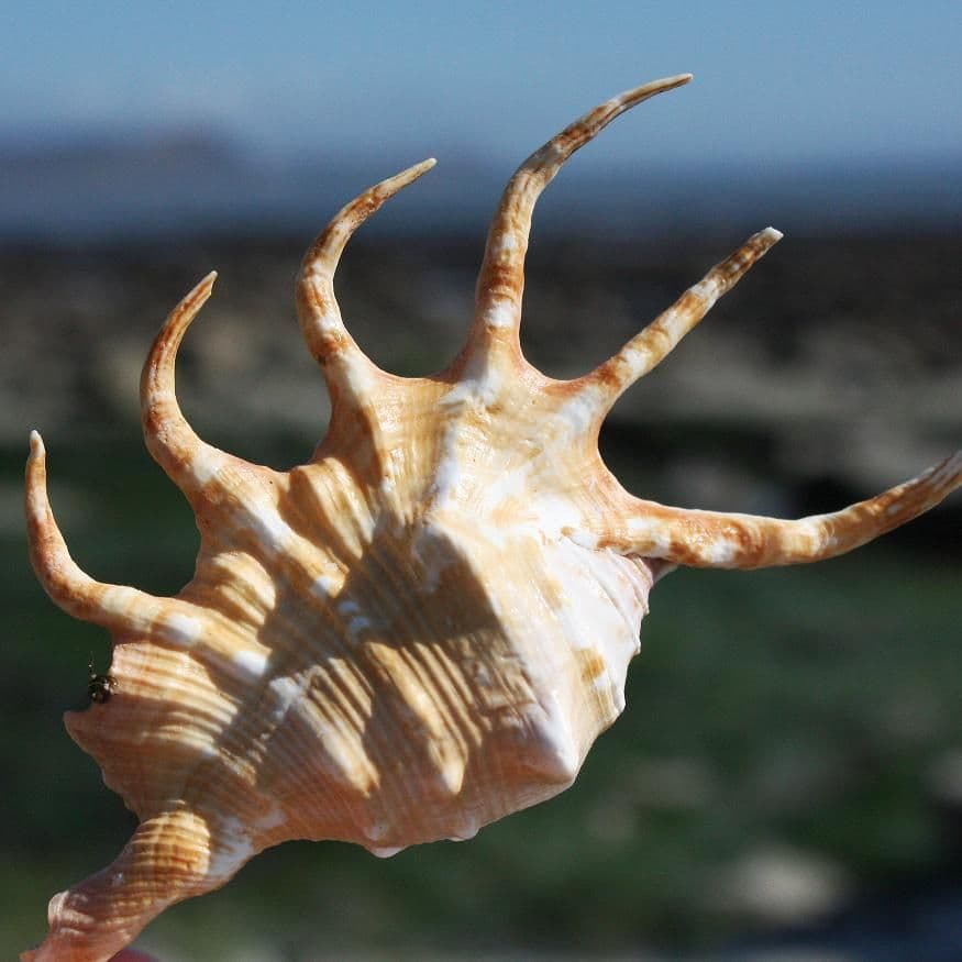 Orange Spider Conch | Lambis Crocata | Natural Seashells
