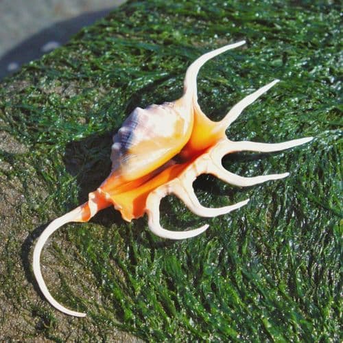 Orange Spider Conch Shell