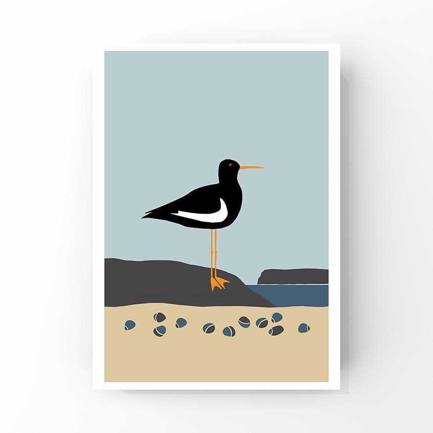 Oystercatcher – A4 Print