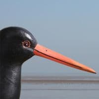 Oystercatcher - Wooden Bird Carving