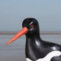 Oystercatcher - Wooden Bird Carving