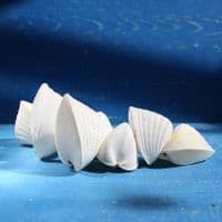 Pacific Heart Cockle Shell | Beach Shells