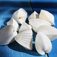 Pacific Heart Cockle Shell | Beach Shells