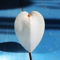 Pacific Heart Cockle Shell | Beach Shells