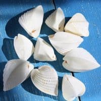 Pacific Heart Cockle Shell | Beach Shells