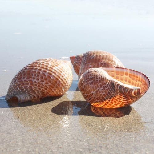 Pacific Partridge Tun Shell