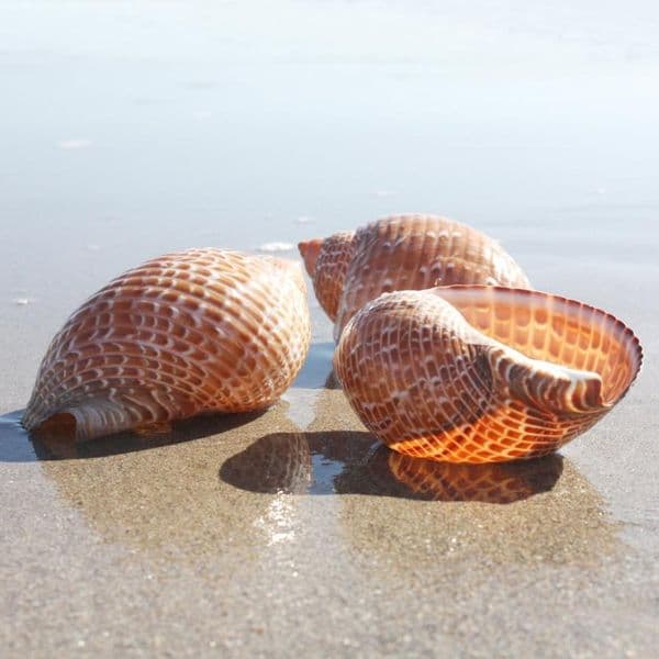 Pacific Partridge Tun Shell | Tonna Perdix