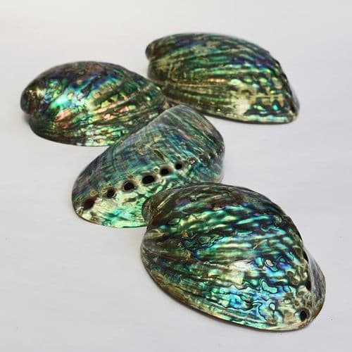 Paua Shell