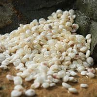 Pearl Polished Common Button Top Shells | Umbonium Vestiarum | Beach Shells