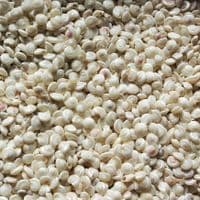 Pearl Polished Common Button Top Shells | Umbonium Vestiarum | Beach Shells