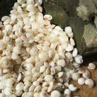 Pearl Polished Common Button Top Shells | Umbonium Vestiarum | Beach Shells