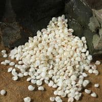 Pearl Polished Common Button Top Shells | Umbonium Vestiarum | Beach Shells