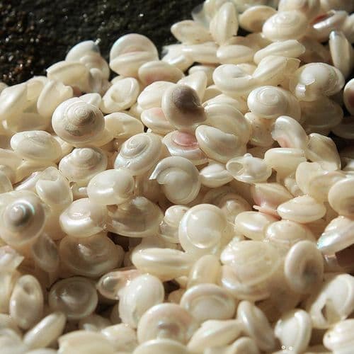 Pearl Polished Common Button Top Shells