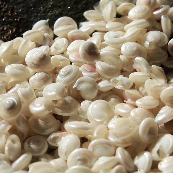 Pearl Polished Common Button Top Shells | Umbonium Vestiarum | Beach Shells