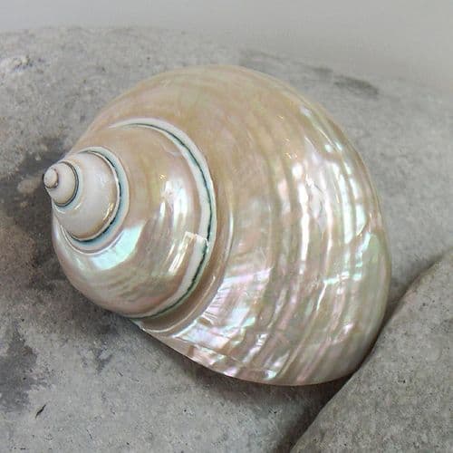Pearl Polished Jade Turbo Shell