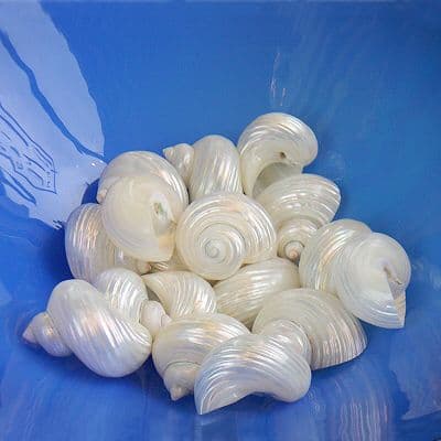 Pearl Silver Mouth Shell