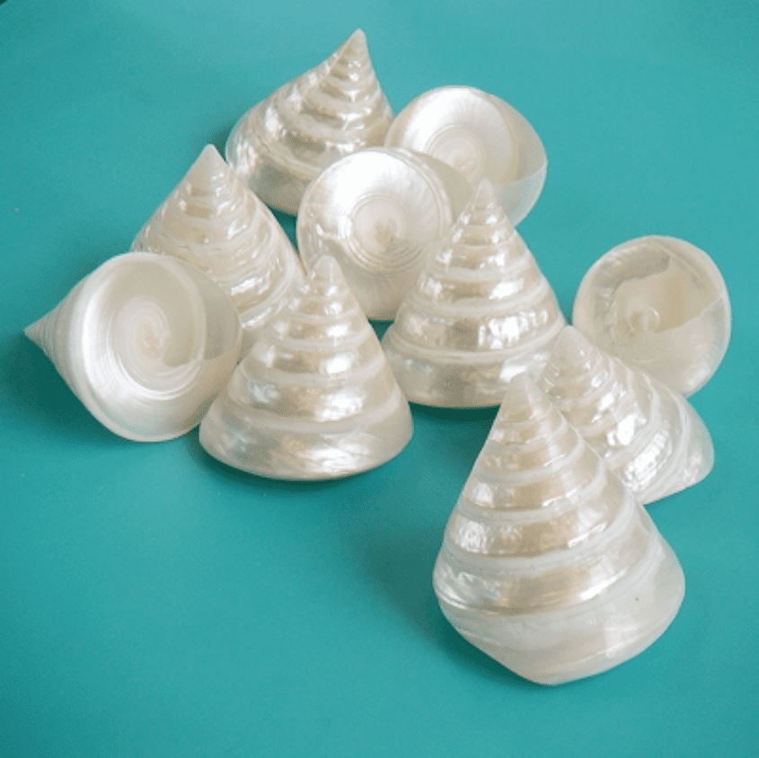 Pearl Troca Shell