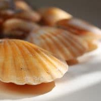 Pecten Vexillum Orange Scallop | Beach Shells