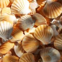 Pecten Vexillum Orange Scallop | Beach Shells