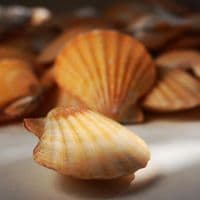 Pecten Vexillum Orange Scallop | Beach Shells