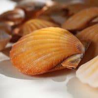 Pecten Vexillum Orange Scallop | Beach Shells