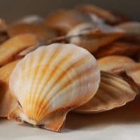 Pecten Vexillum Orange Scallop | Beach Shells