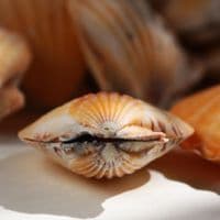 Pecten Vexillum Orange Scallop | Beach Shells