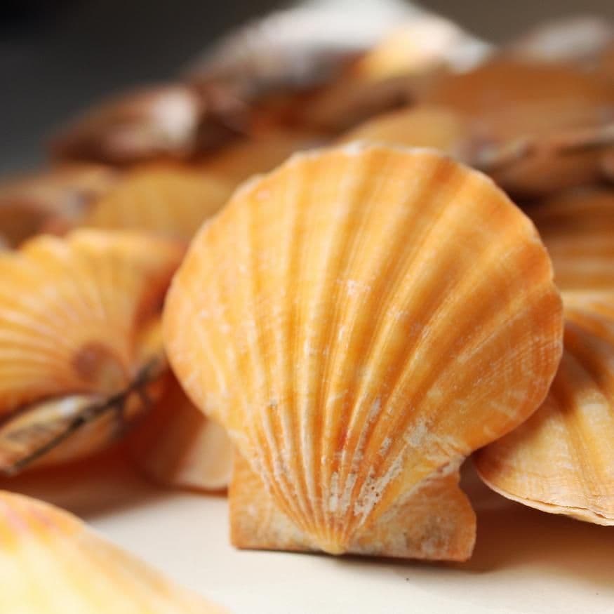 Orange Scallops Shell Pecten Vexillum Orange Scallop | Beach Shells