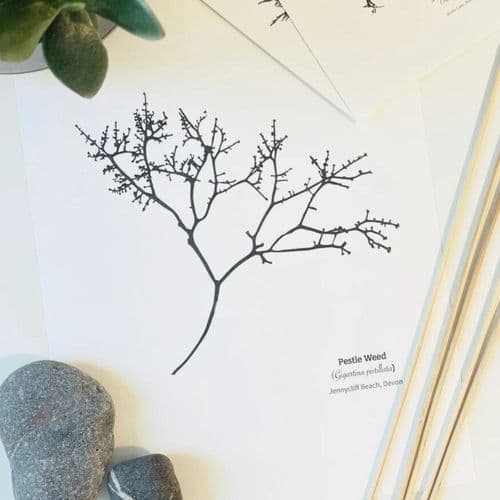 Pestle Weed Seaweed - Print