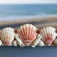 Pink Shell Mirror | Wall Mirror | Seashell Mirror