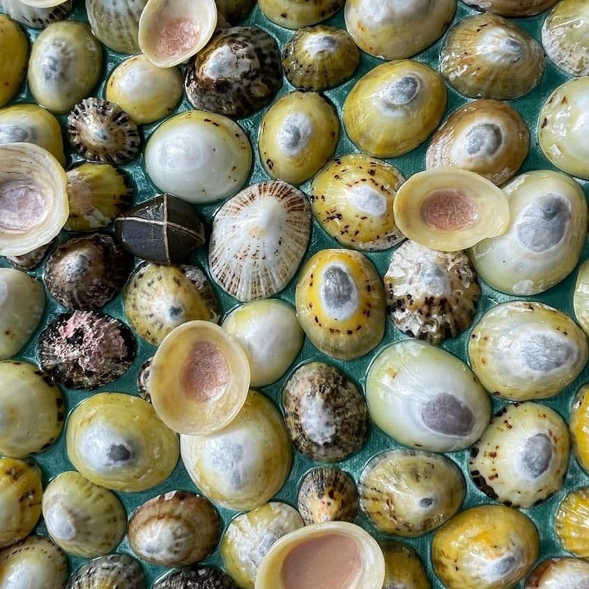 Pink Shells on Canvas