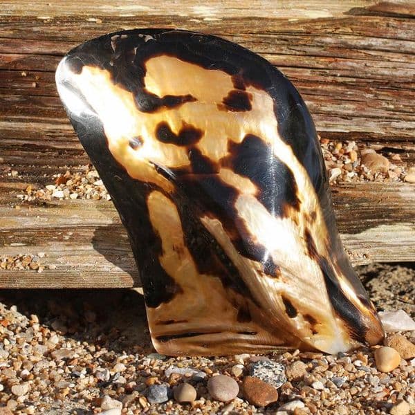 Polished Brown Lip Tiger Shell | Mother of Pearl Shells
