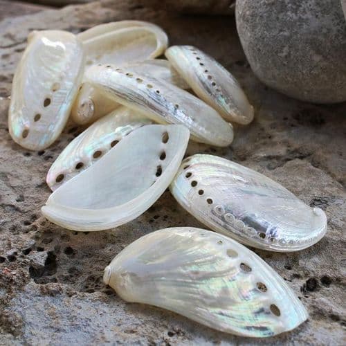Buy Seashells UK |Polished Seashells | Mother of Pearl Shells | Sea ...