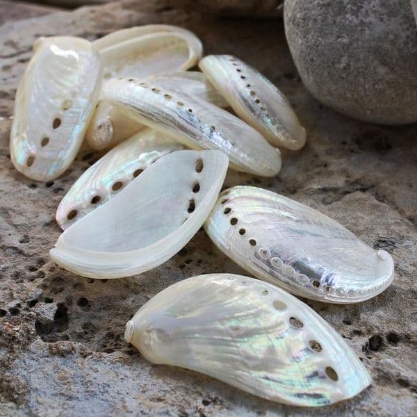 Polished Donkeys Ear Shell | Asses Ear Shell | Mother of Pearl Shells