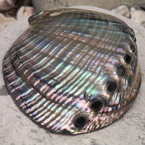 Polished Fulgens Shell