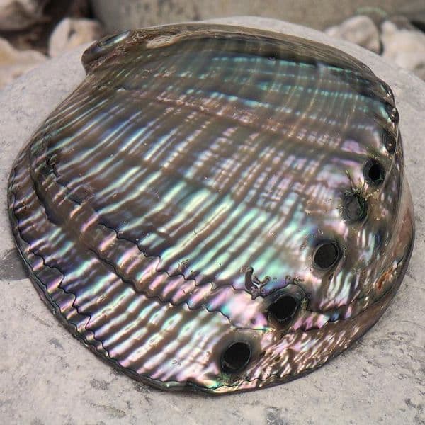 Polished Fulgens Shell | Mother of Pearl Shells